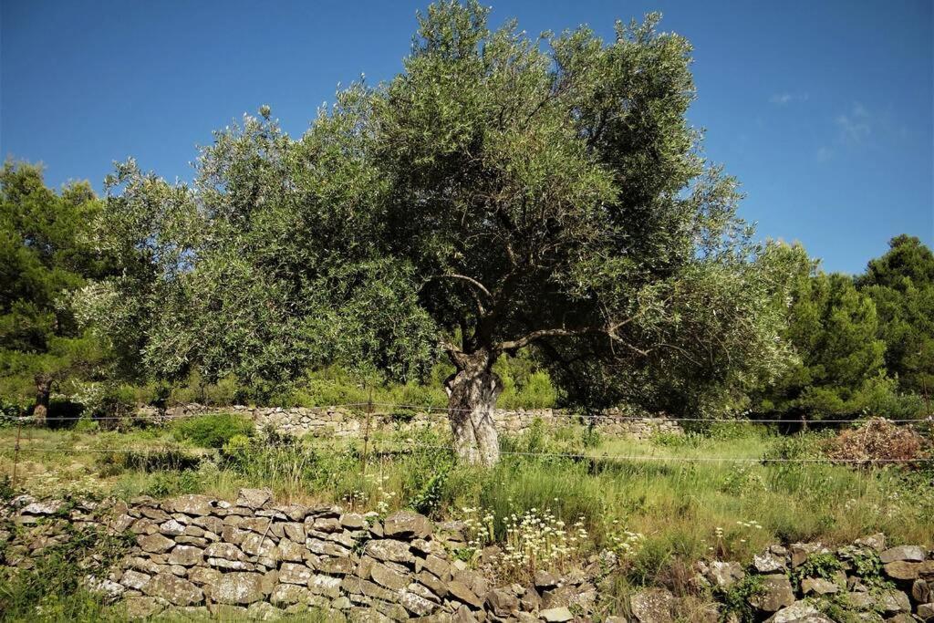 L'Arbre A Soleil Villa Aigues-Vives  Eksteriør bilde